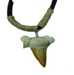 Shark Tooth Necklace #16