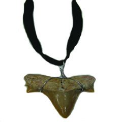 Shark Tooth Necklace #17