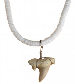 Shark Tooth Necklace #3